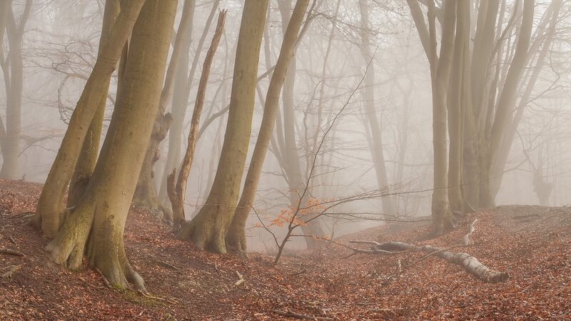 Beech Trees in Fog