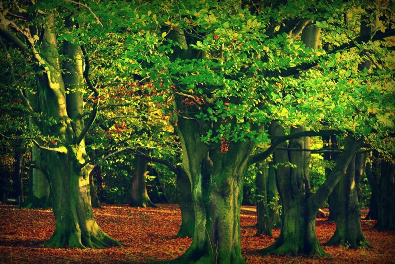 Beech Trees in Forest — Green