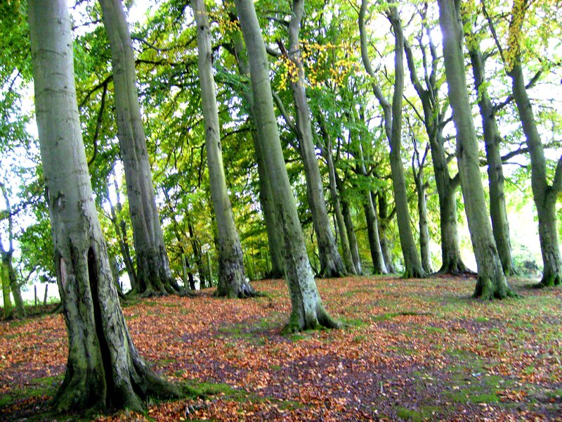 Beech Trees in Forest