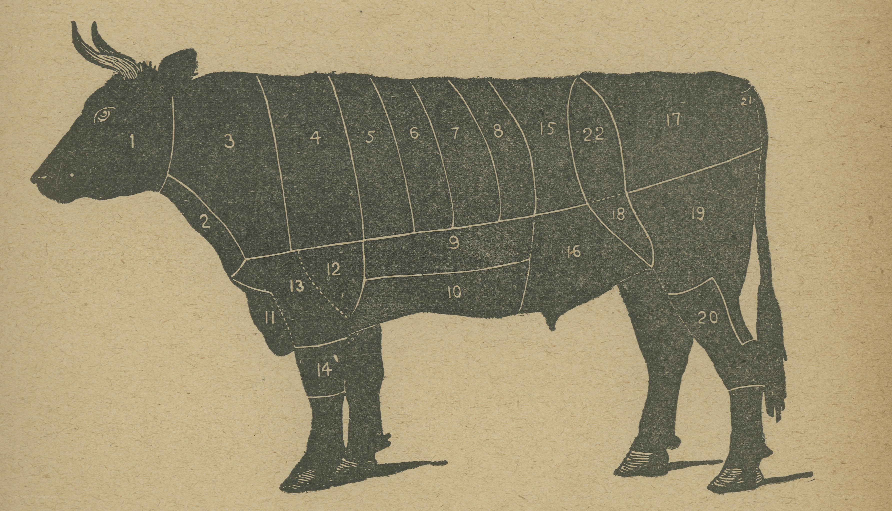 Beef cuts diagram