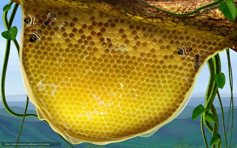 Beehive with honeycomb
