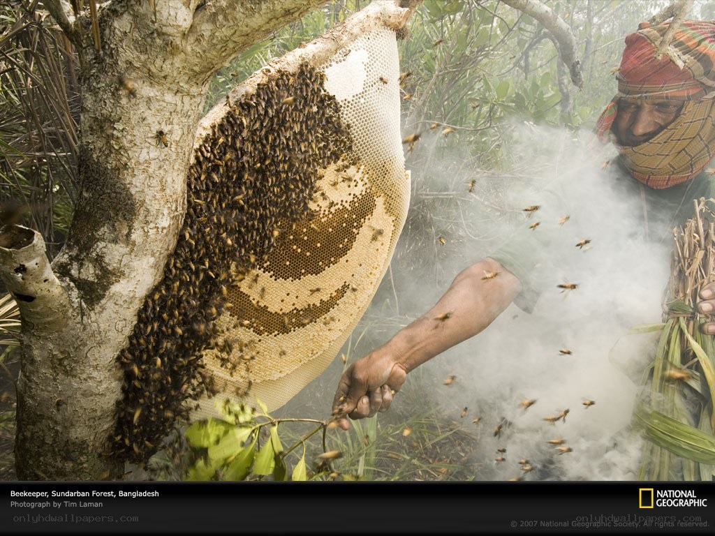 Beekeeper harvesting honey