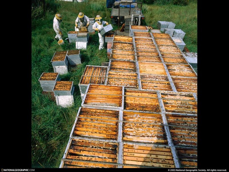 Beekeepers tending hives