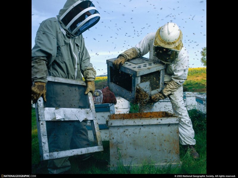 Beekeepers working with hives