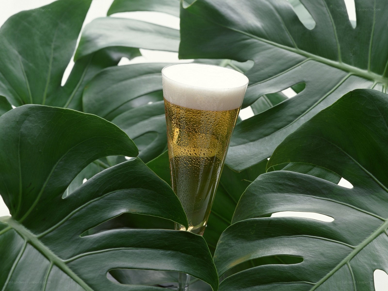 Beer in tropical leaves
