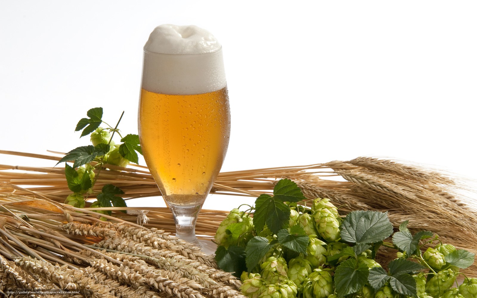 Beer with hops and wheat