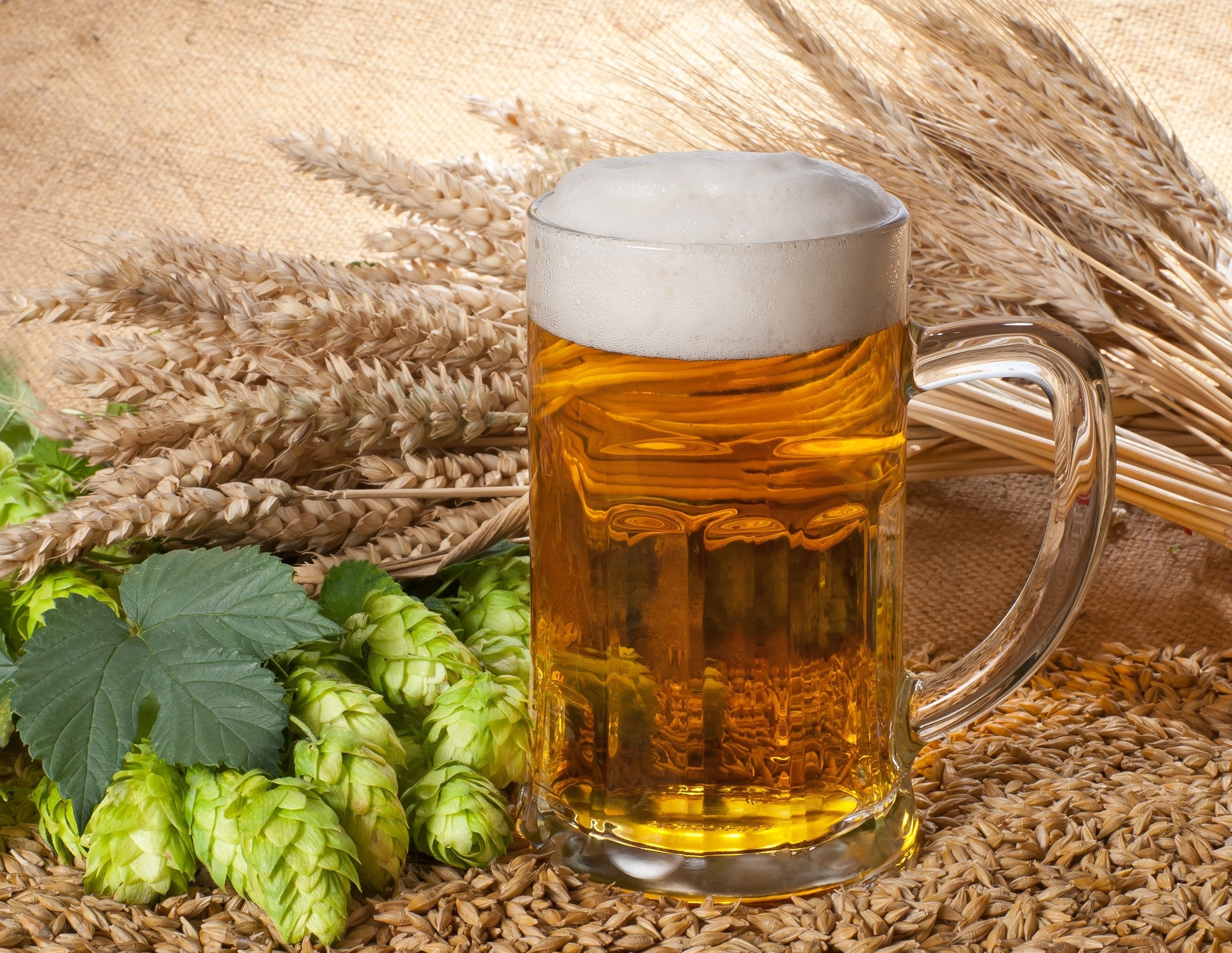 Beer with hops and wheat