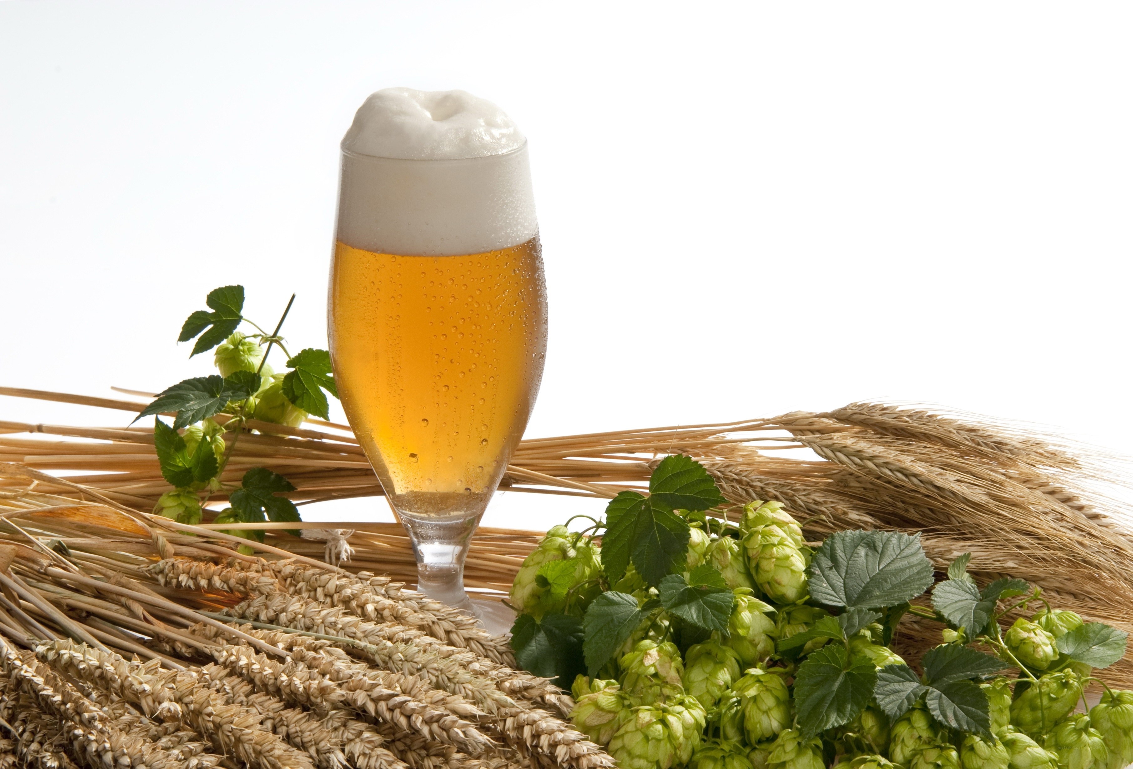 beer with hops and wheat