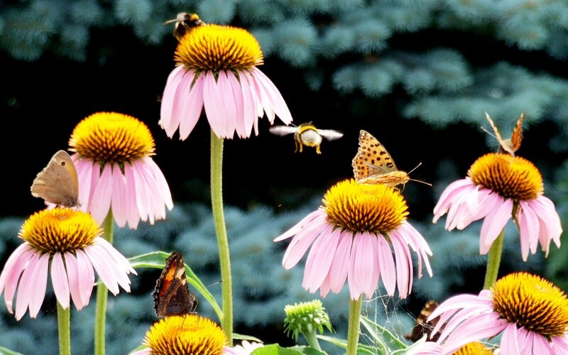 Bees and butterflies on coneflowers