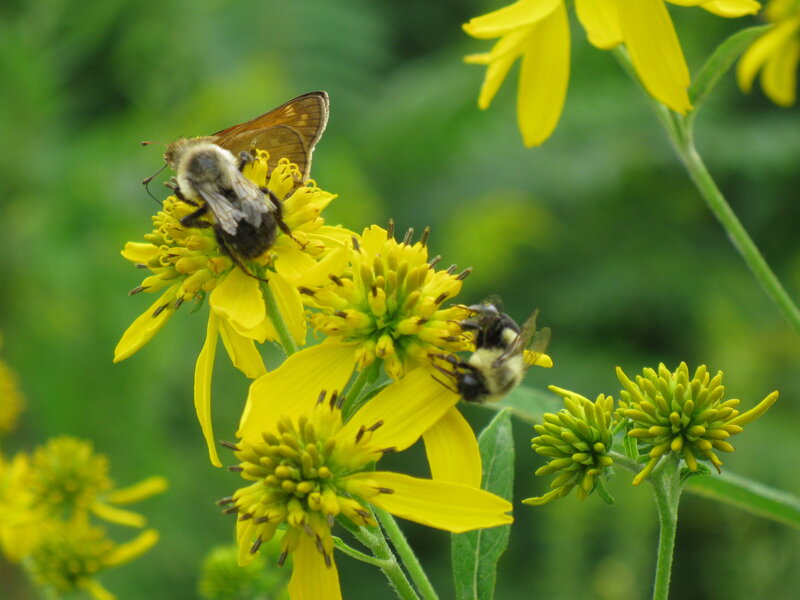 Bees and butterfly on yellow flowers