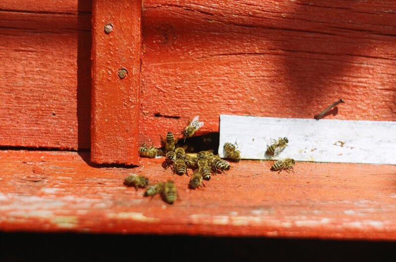 Bees at Hive Entrance — Red
