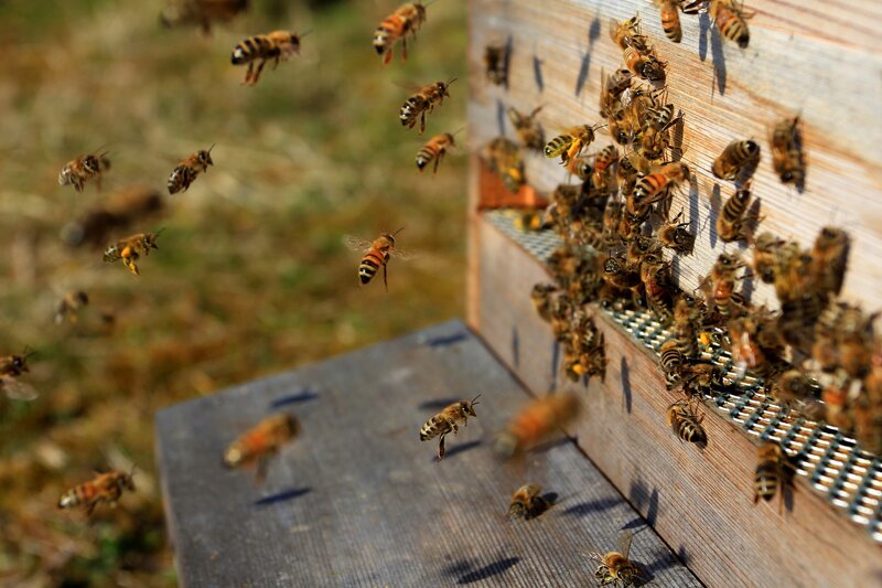 Bees at Hive Entrance