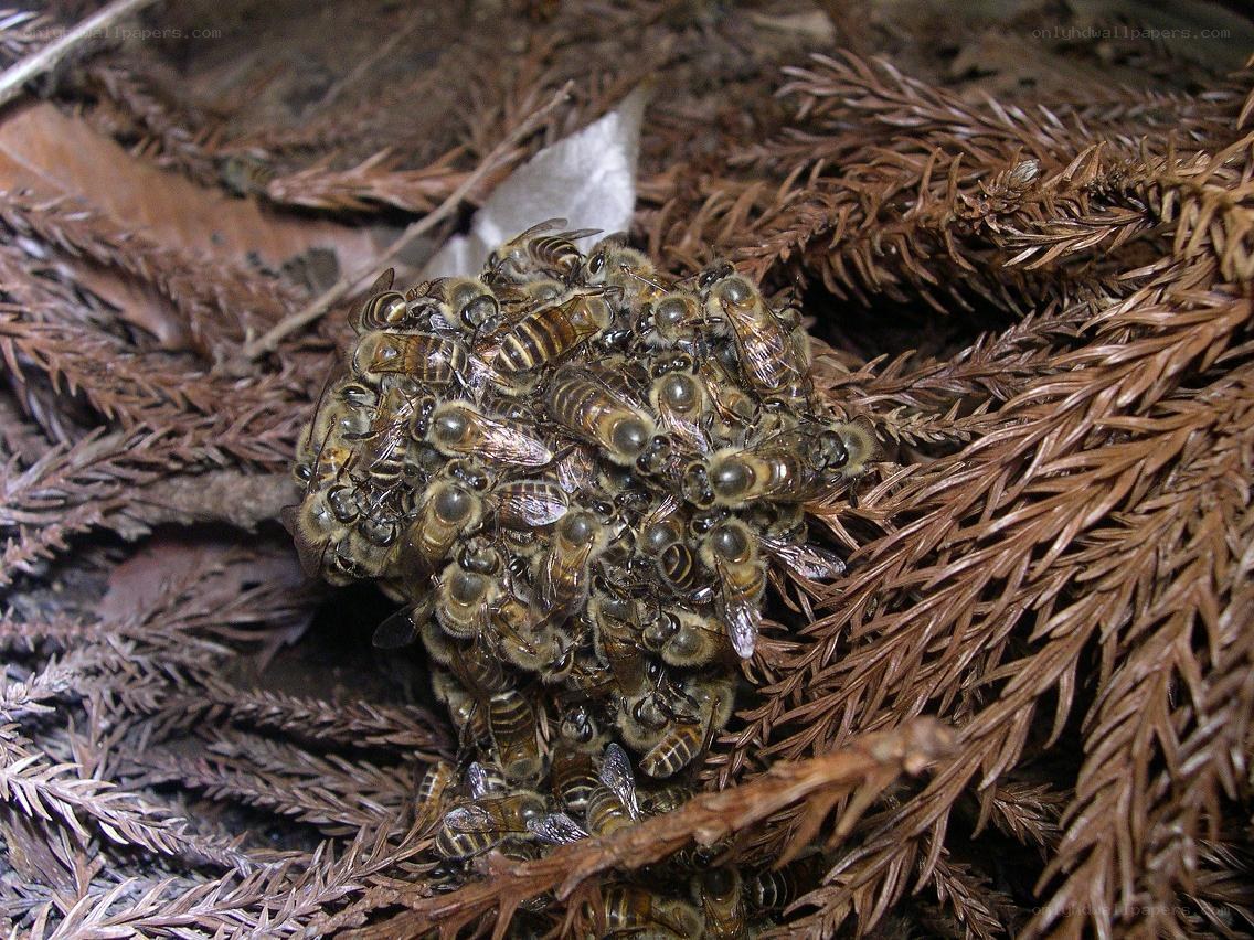 bees clustered on pine needles