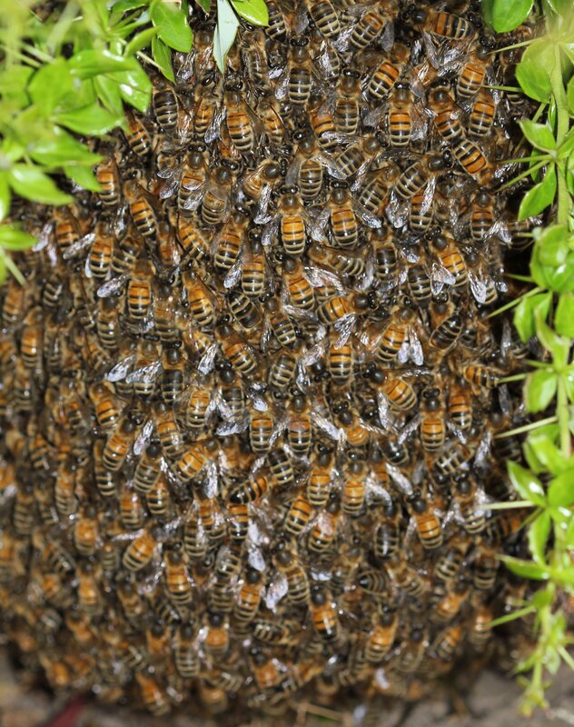 Bees Clustered on Plant