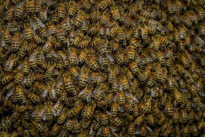 Bees Clustered Together