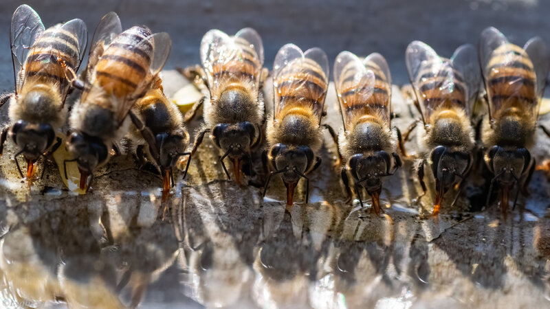 Bees Drinking Water — Brown, Natural
