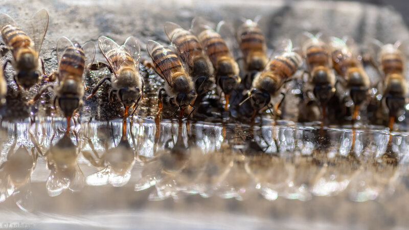 Bees Drinking Water — Brown