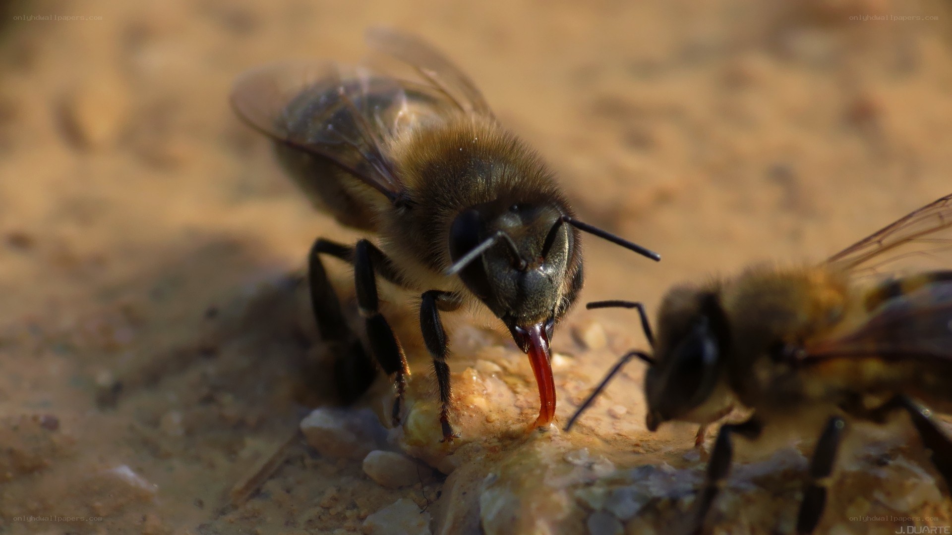 Bees drinking water