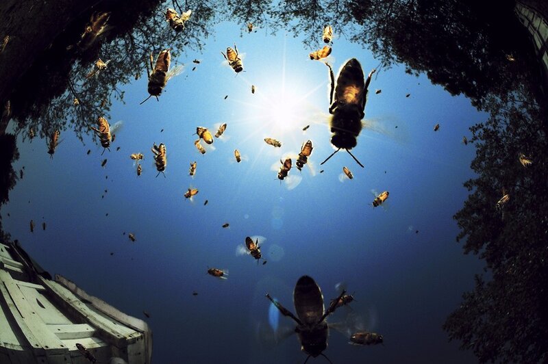Bees flying in sunlight