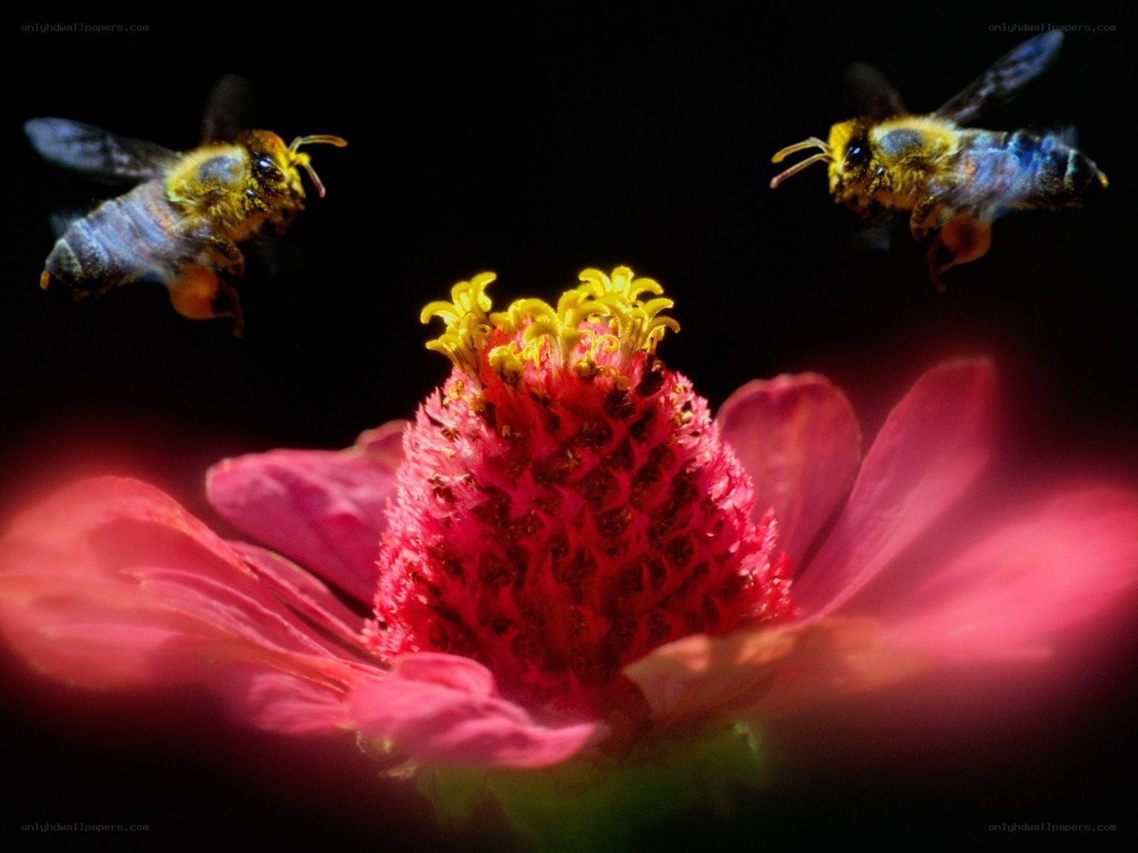 Bees flying near a flower