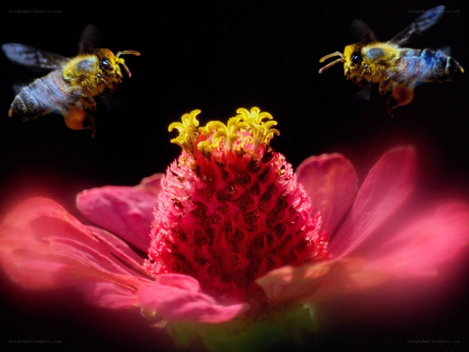 Bees flying near a flower
