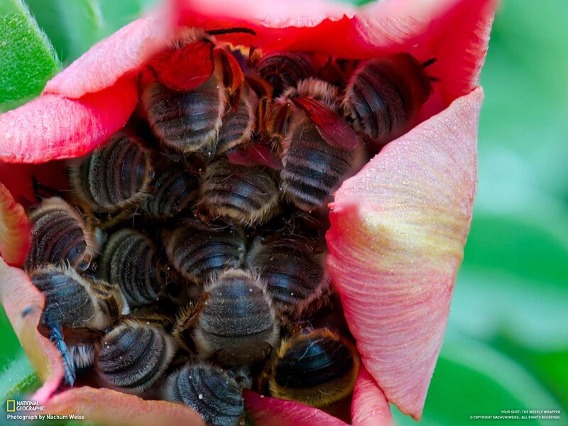 Bees in a flower bud