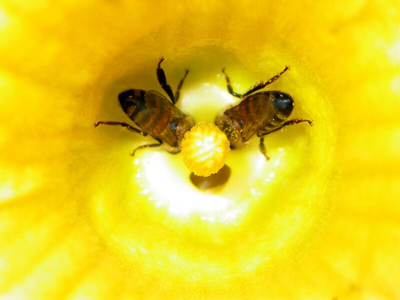bees in a yellow flower
