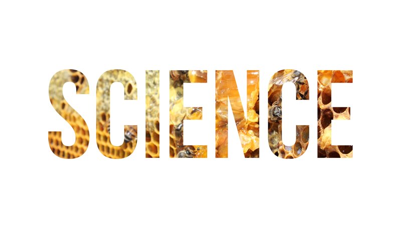Bees in Honeycomb