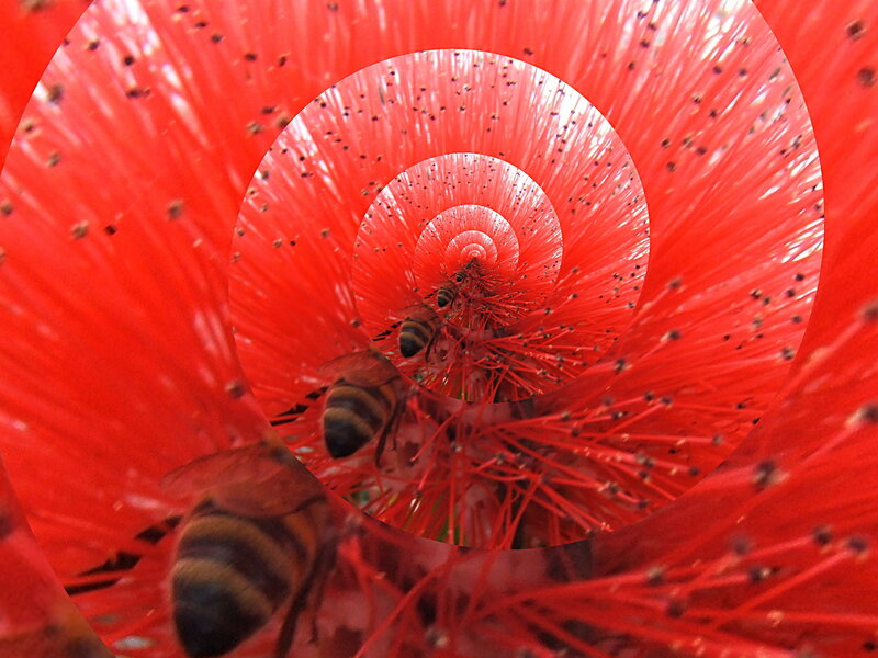 Bees in Red Flower