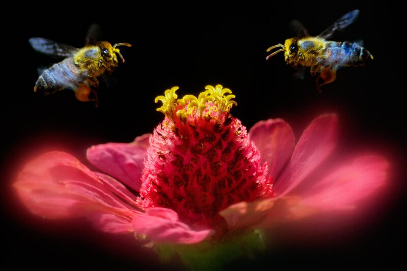 Bees Near Pink Flower