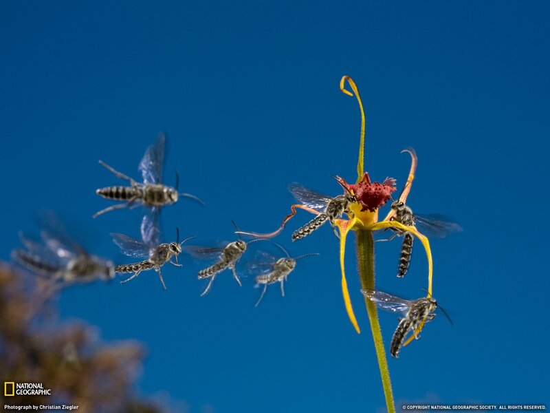 Bees on a flower