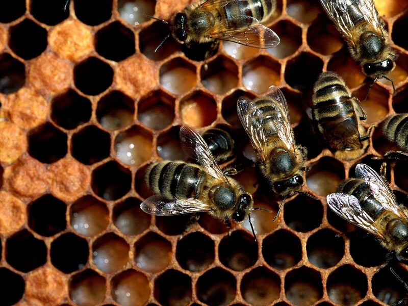 bees on a honeycomb