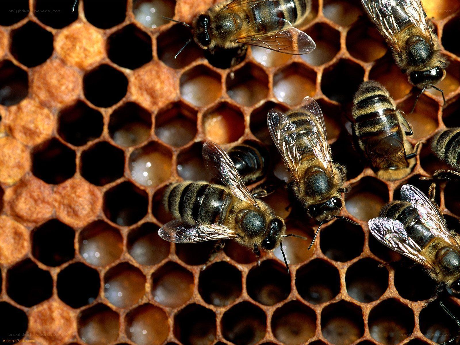 Bees on a honeycomb