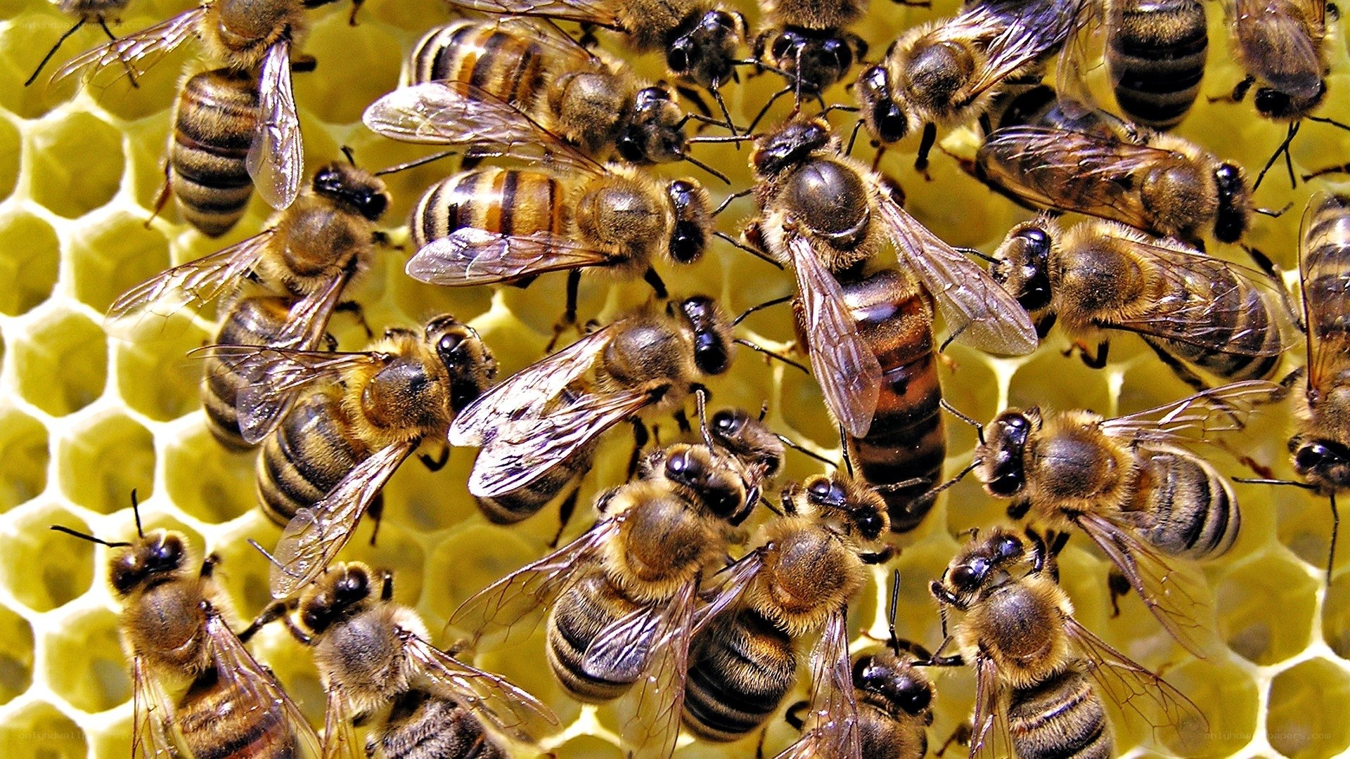 bees on a honeycomb