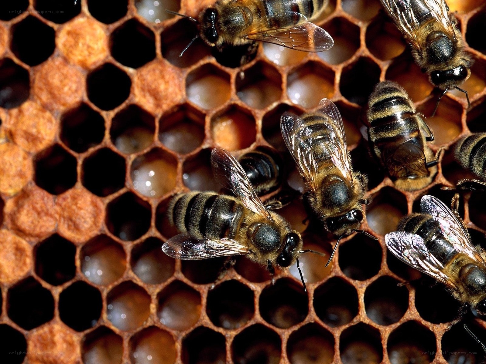 bees on a honeycomb