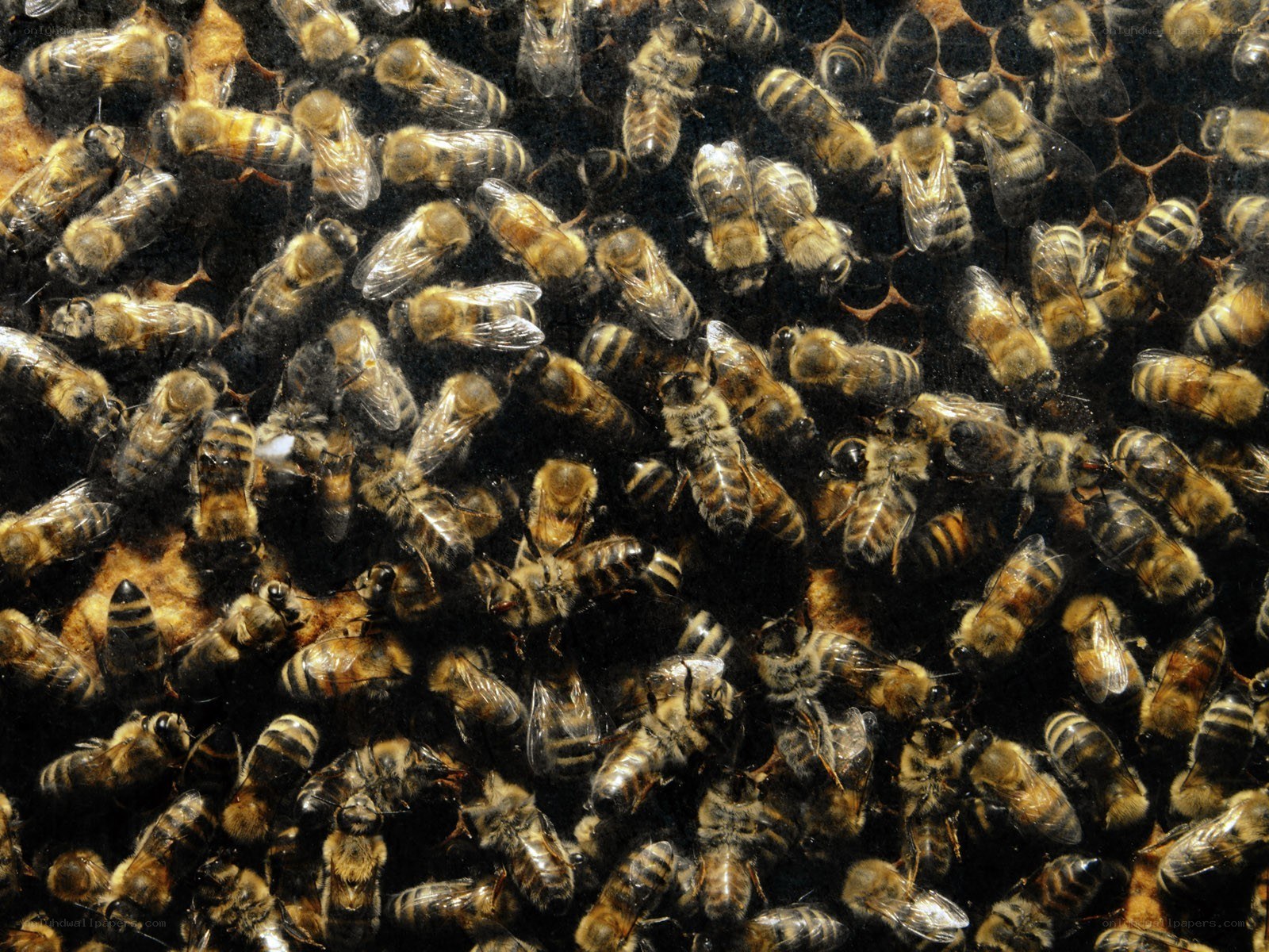 bees on a honeycomb