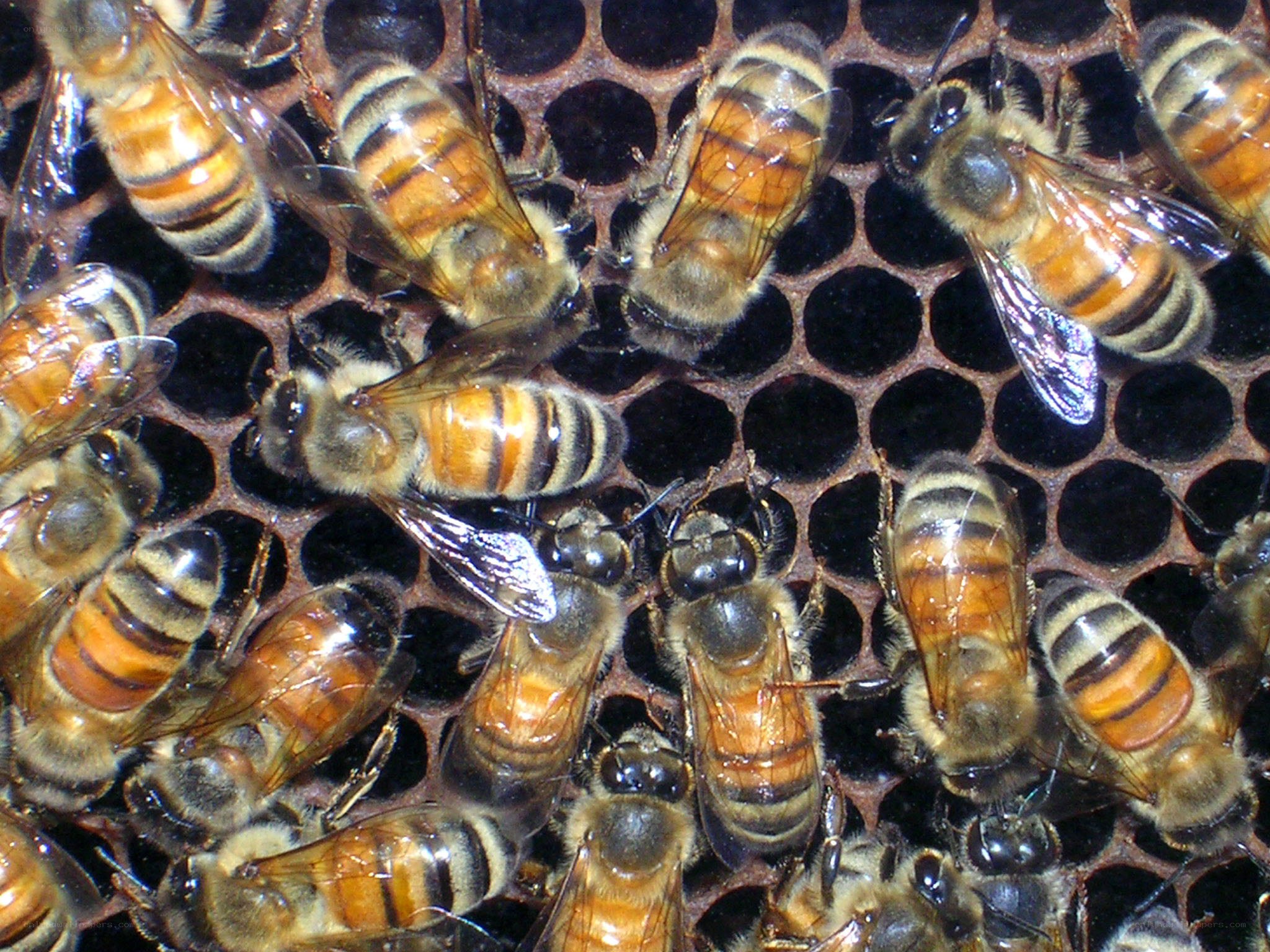 bees on a honeycomb