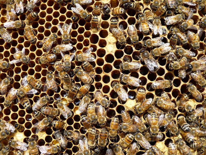 bees on a honeycomb