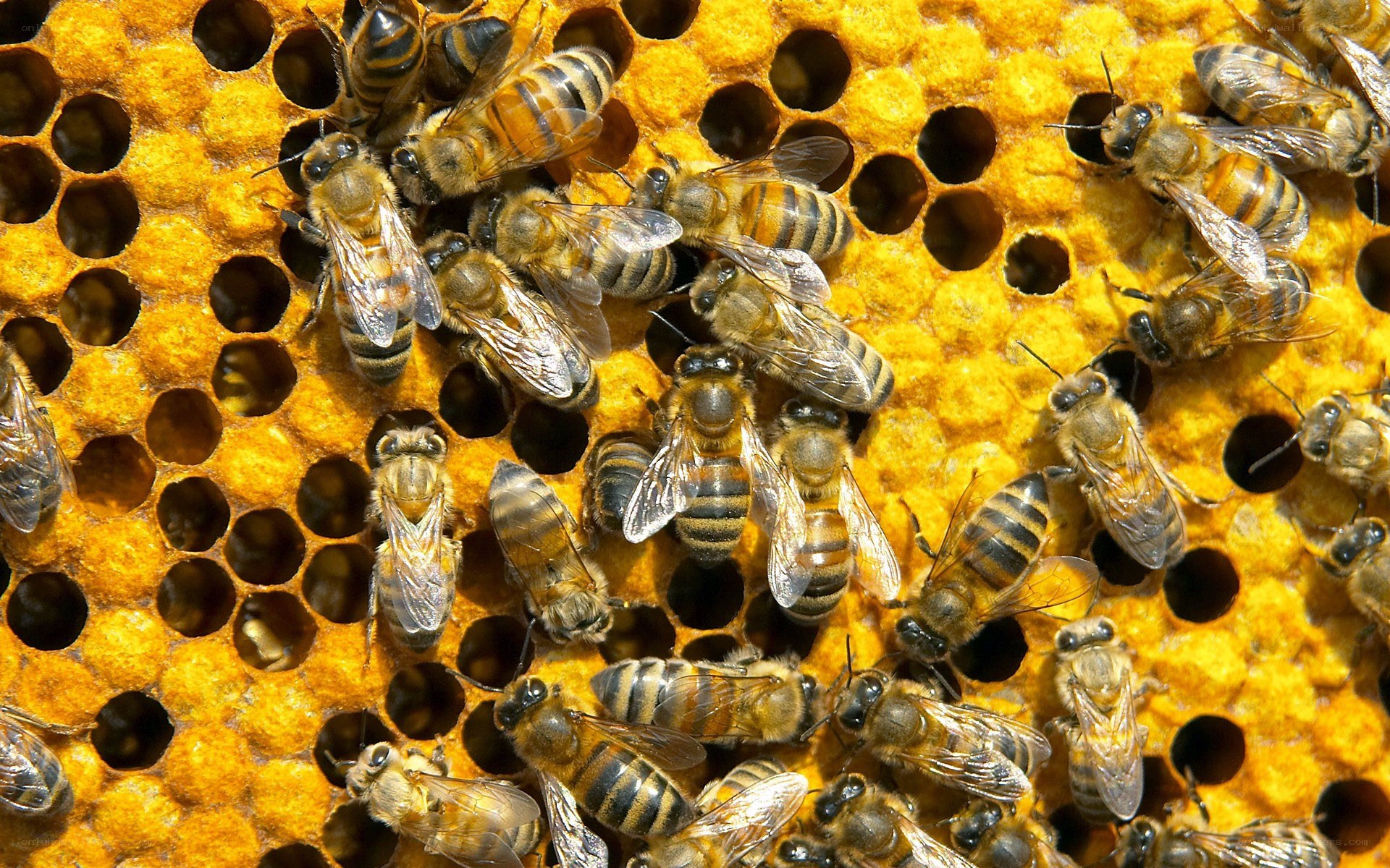 bees on a honeycomb