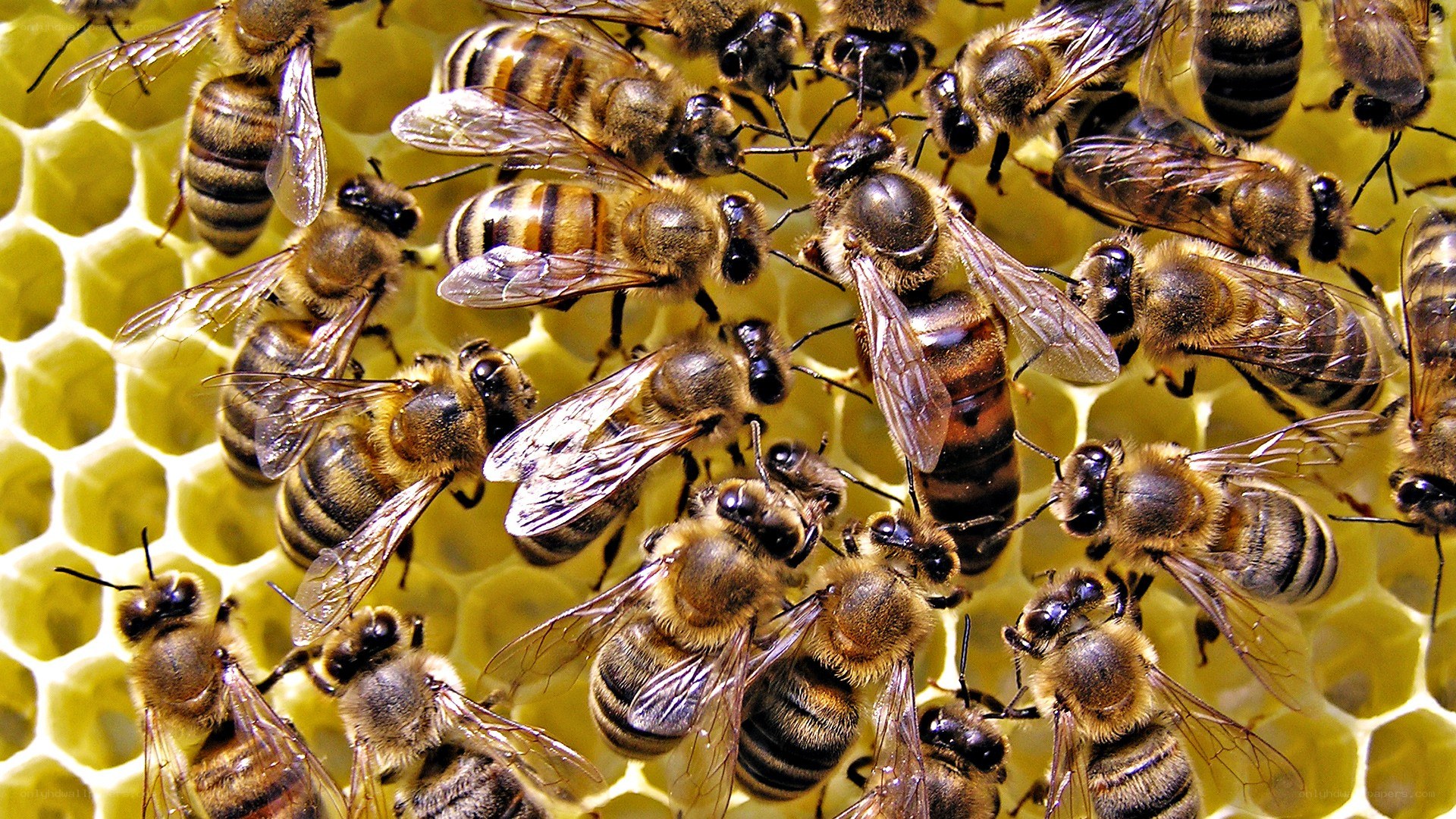 bees on a honeycomb