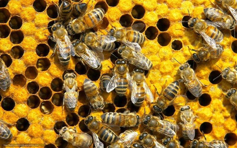 Bees on a honeycomb
