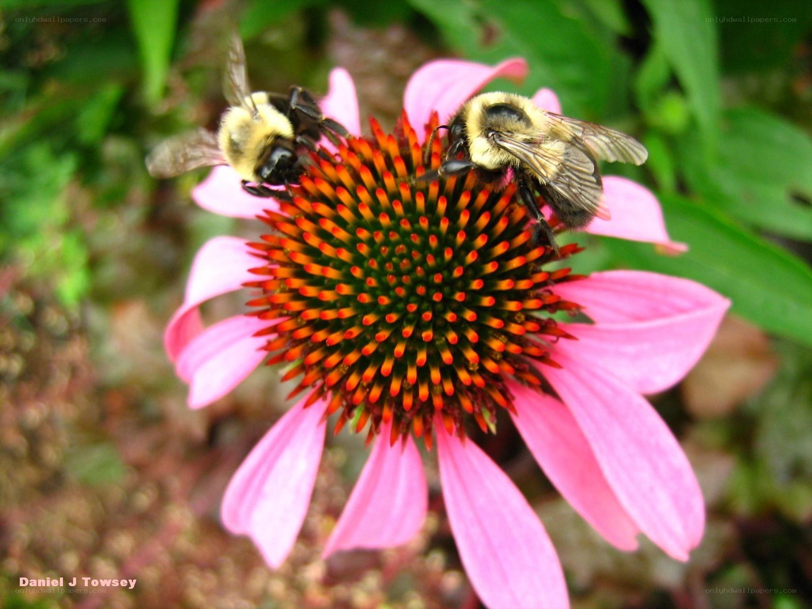 Bees on a pink coneflower