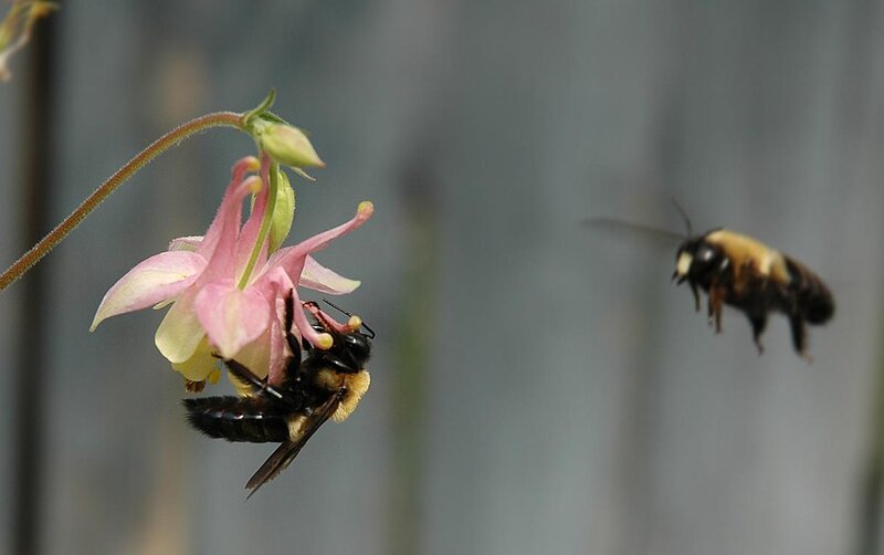 Bees on a pink flower
