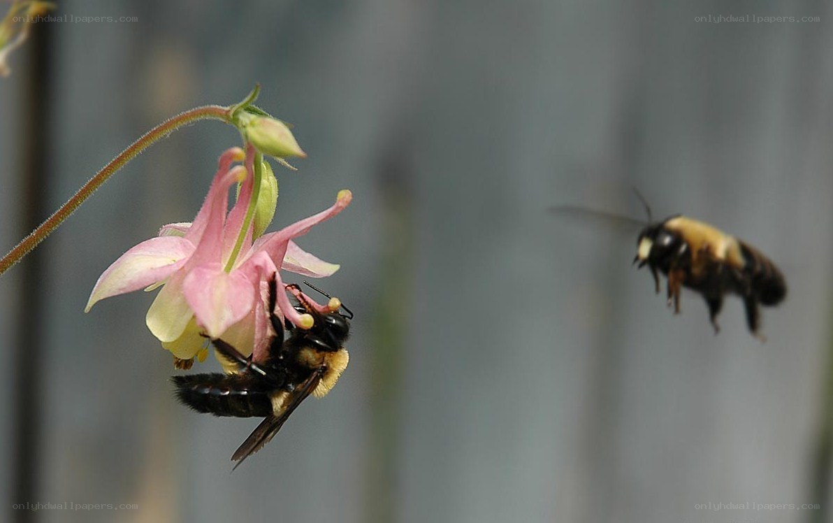 Bees on a pink flower