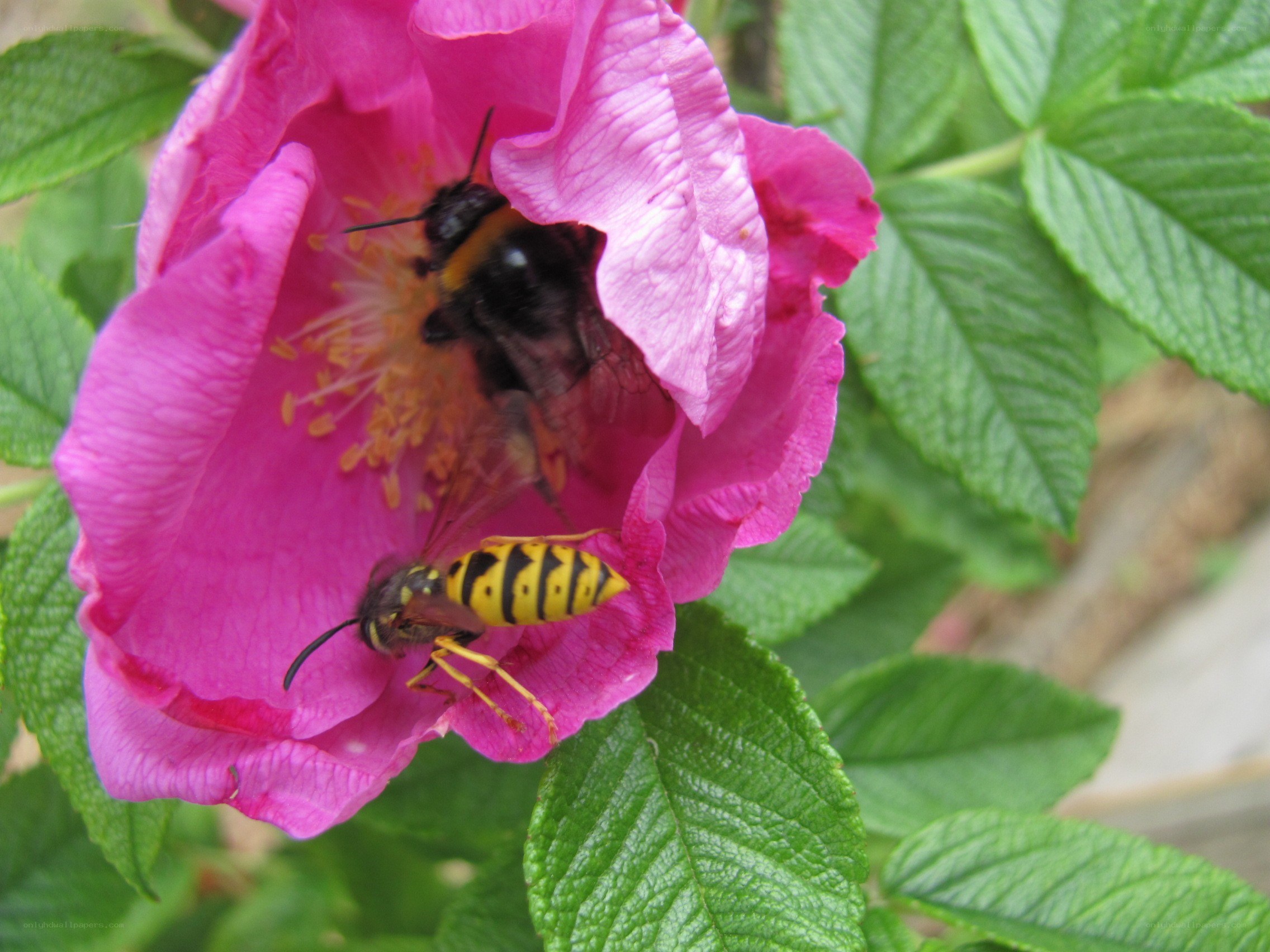 Bees on a pink flower