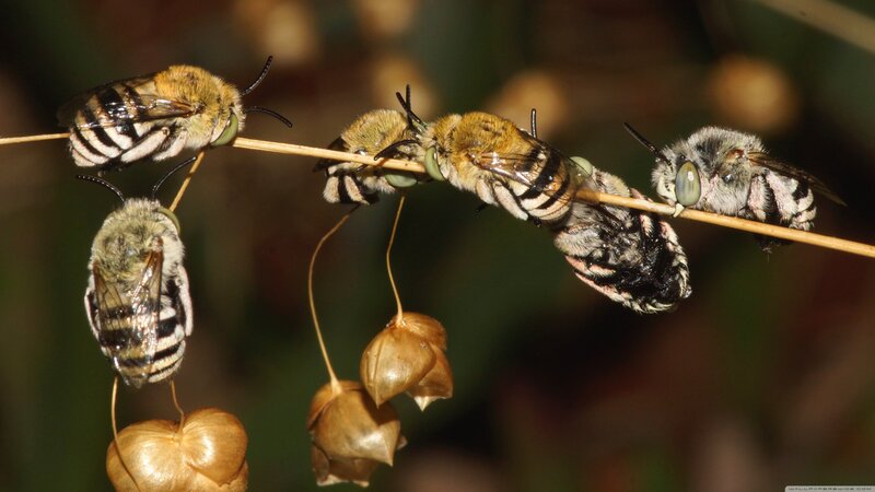 Bees on a Plant Stem — Brown