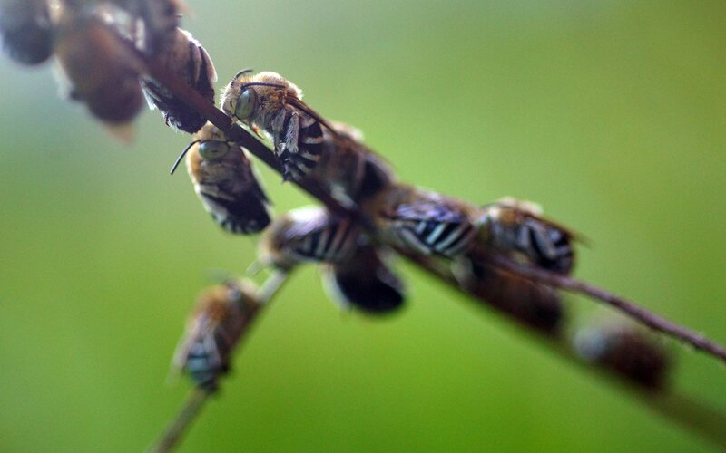 bees on a plant stem