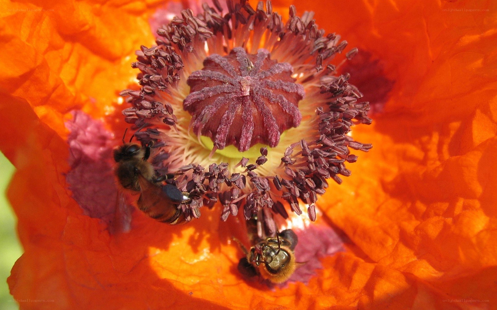 Bees on a poppy flower