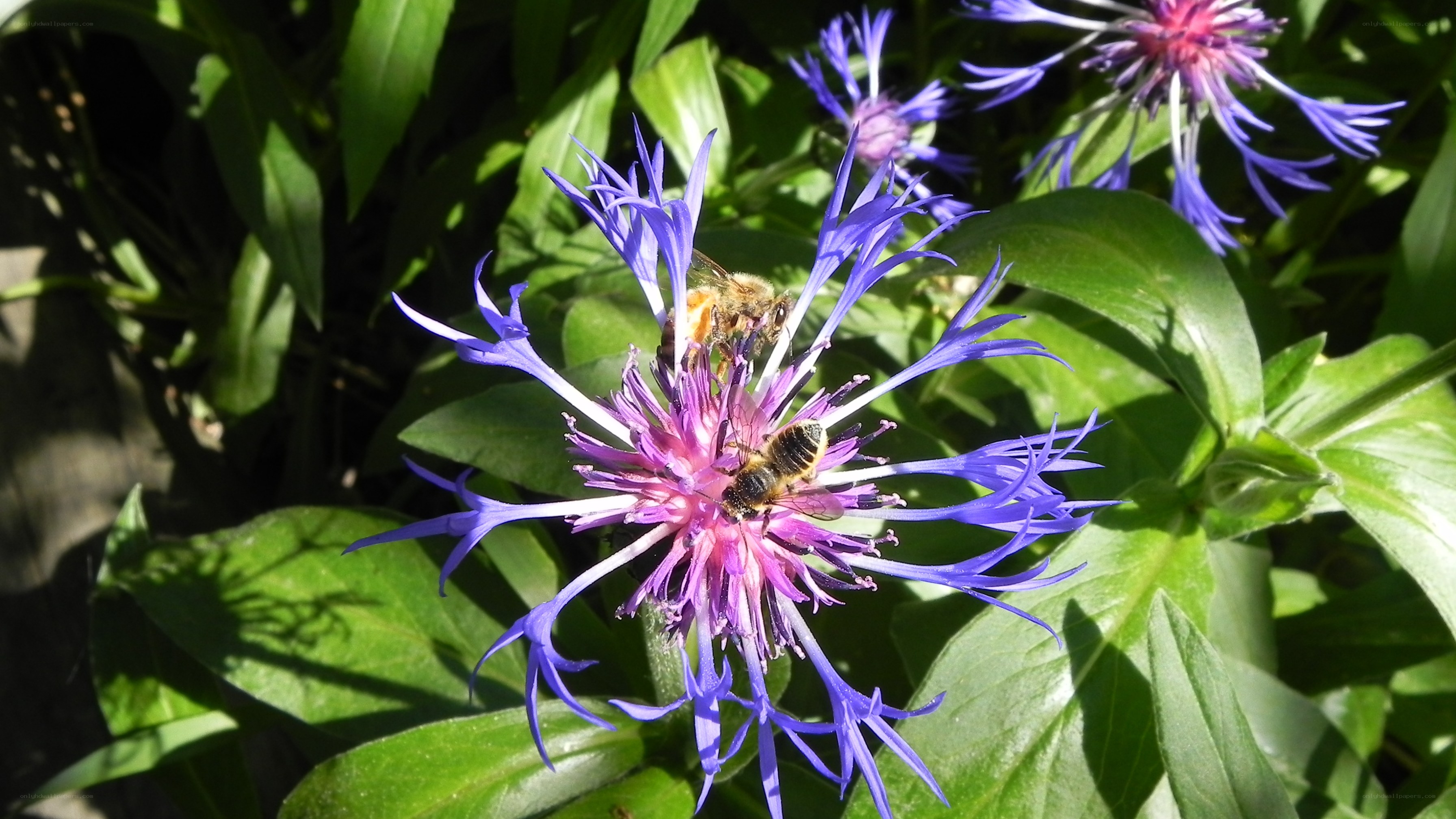 Bees on a purple flower
