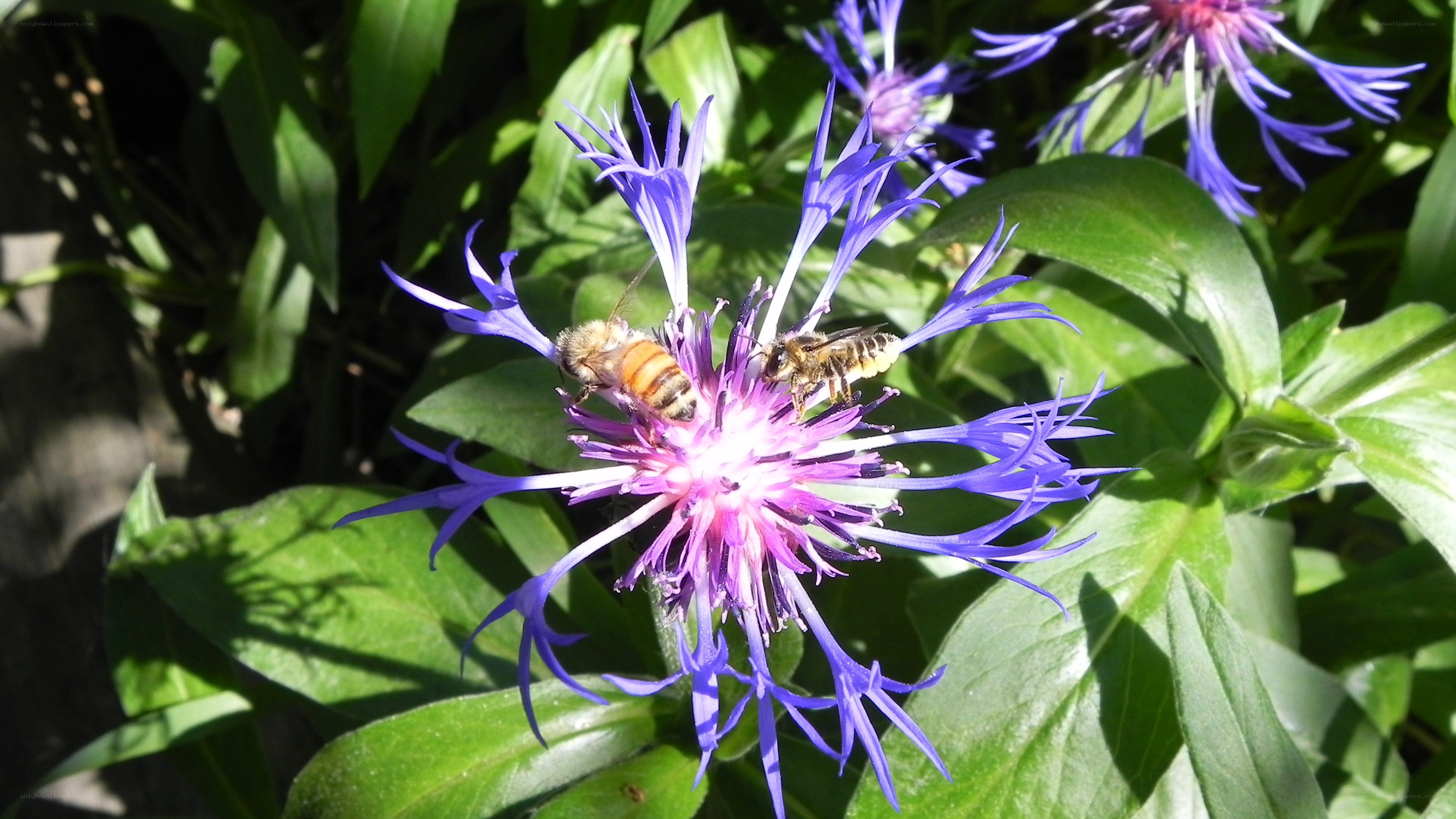 Bees on a purple flower